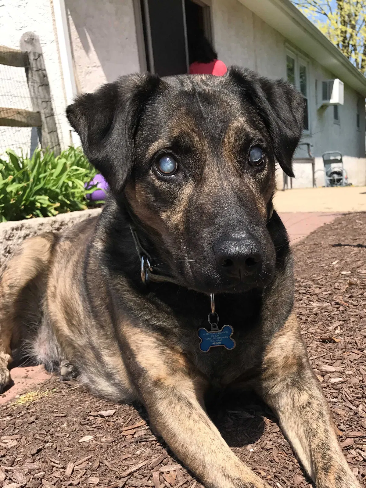 Lost dog in Green Lane, PA, 18054