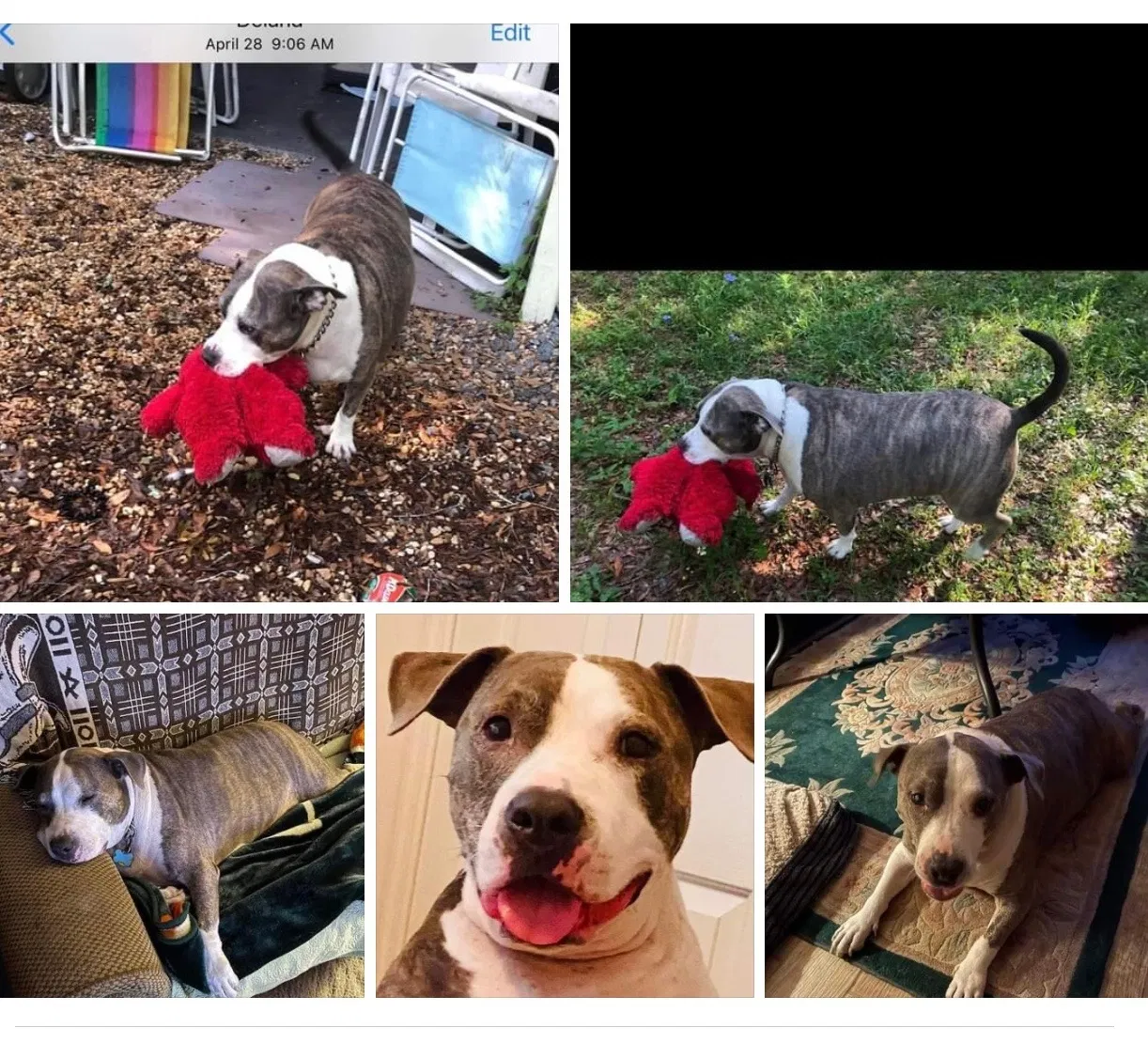 Lost dog in Sanford, FL, 32773