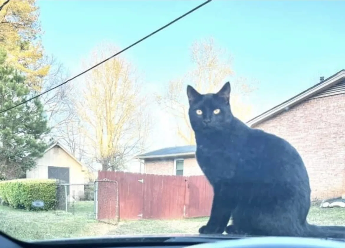 Lost cat in Stone Mountain, GA, 30087