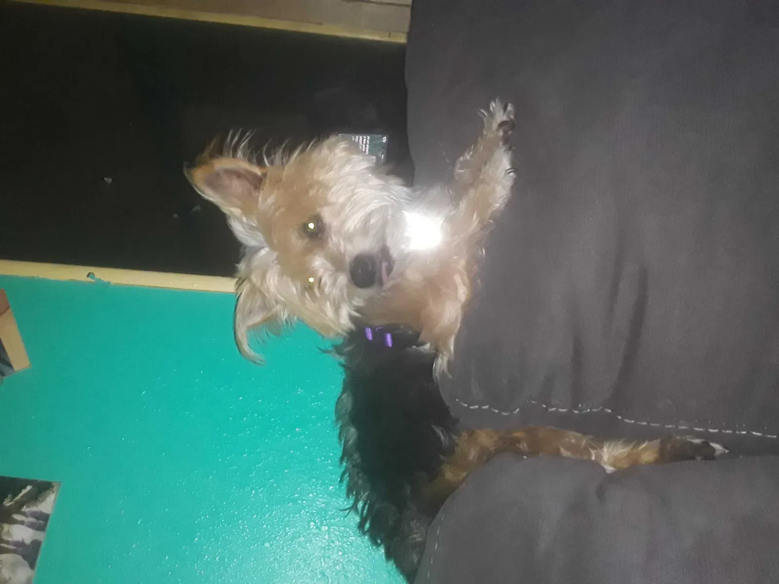 Lost dog in Magnolia, TX, 77355