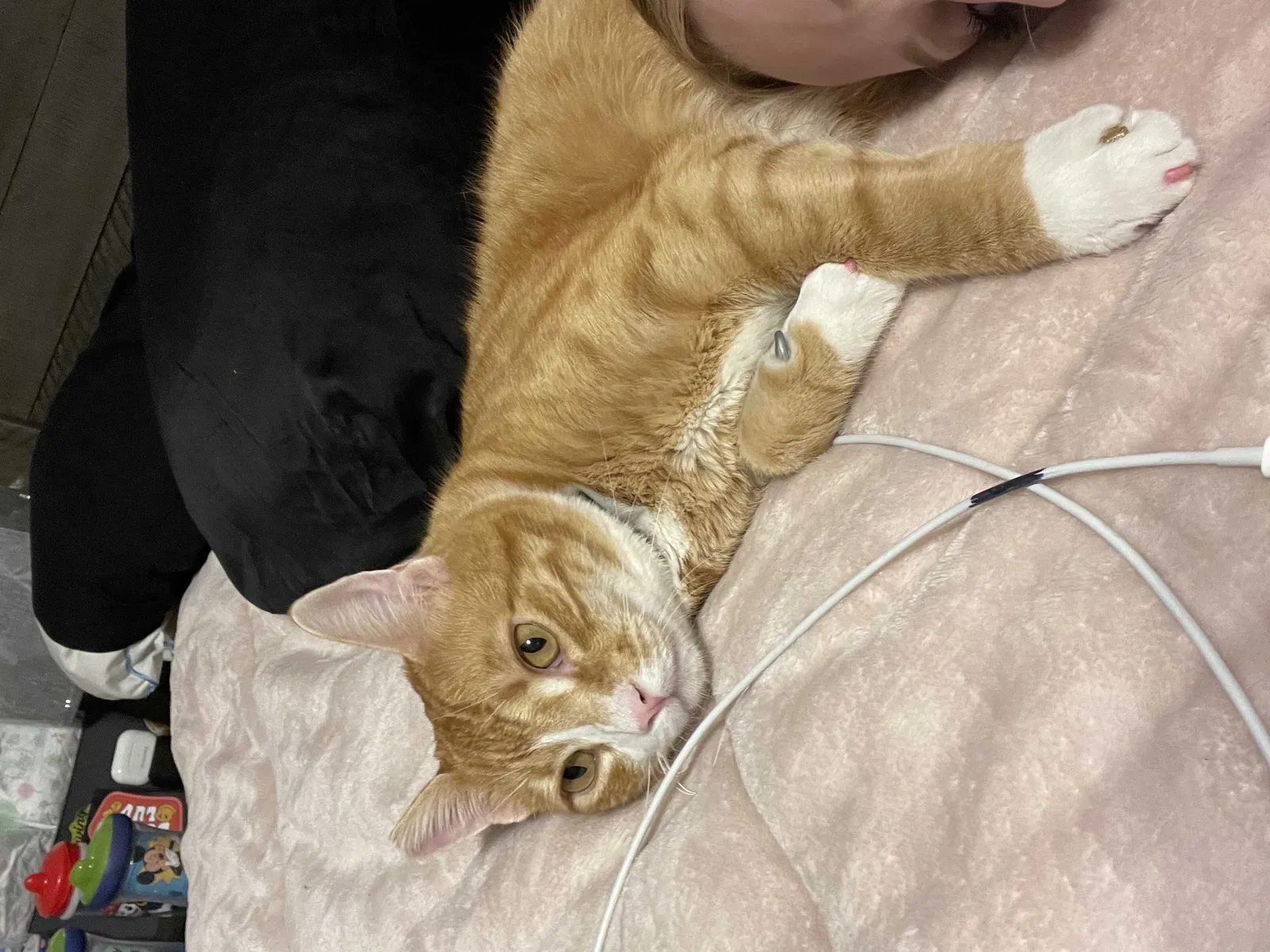 Lost cat in Caldwell, ID, 83605