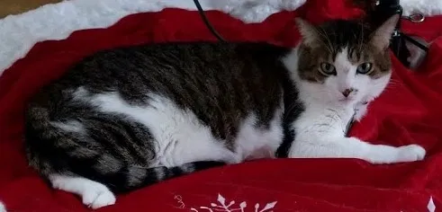 Lost cat in Westland, MI, 48186