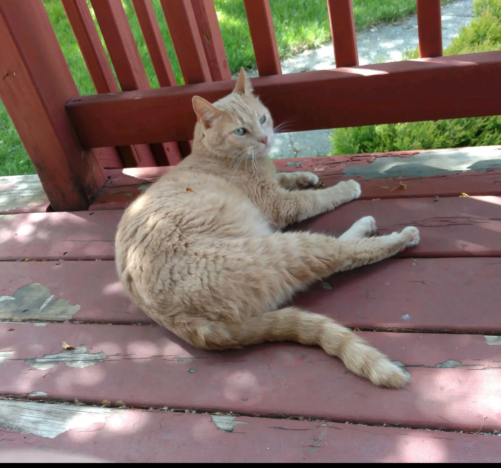 Lost cat in Flint, MI, 48507
