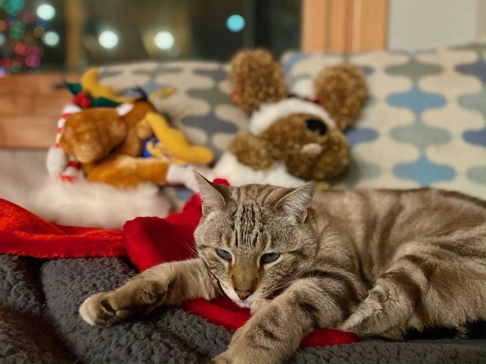Lost cat in Santa Barbara, CA, 93109