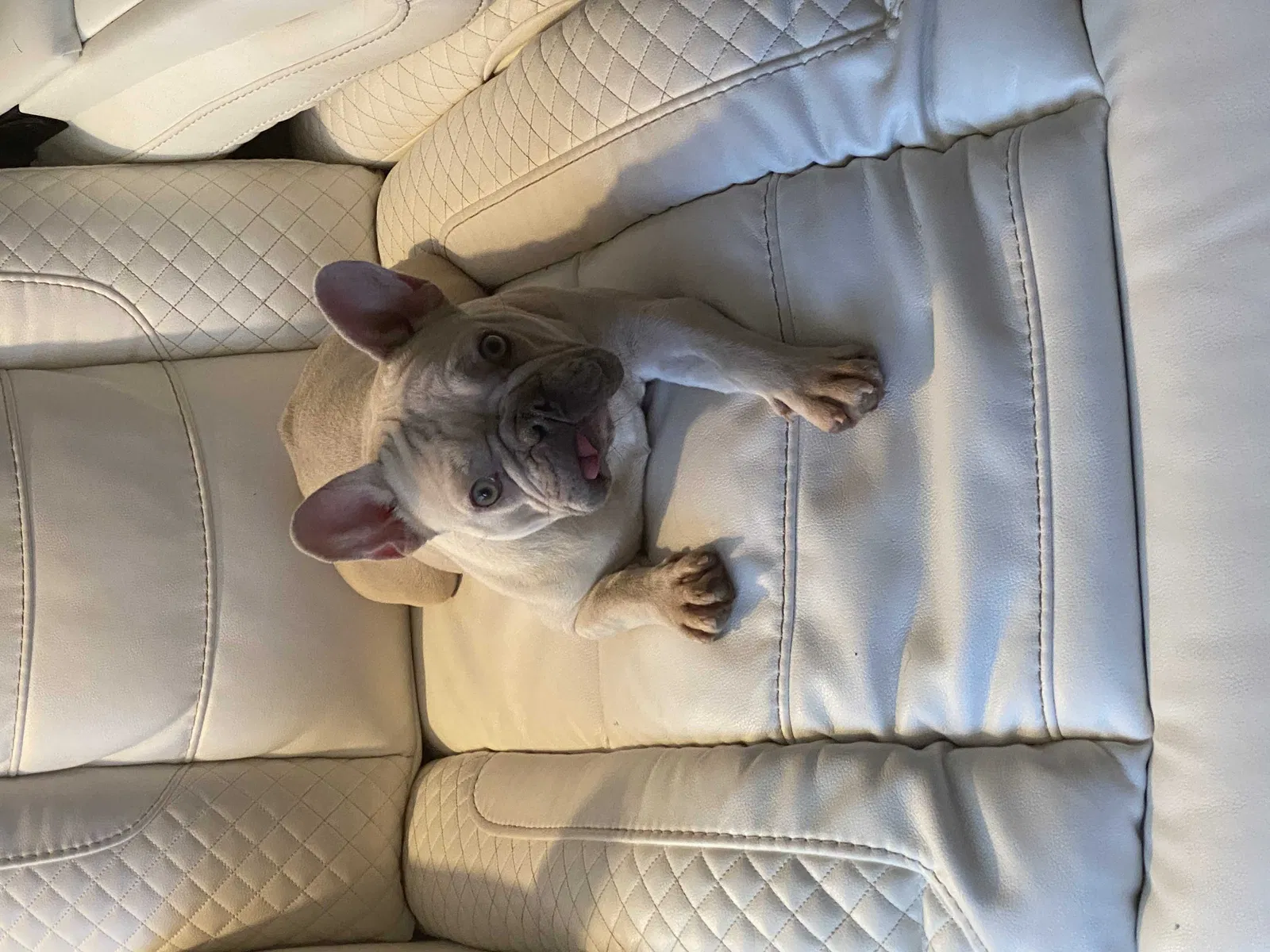 Lost dog in Las Vegas, NV, 89104