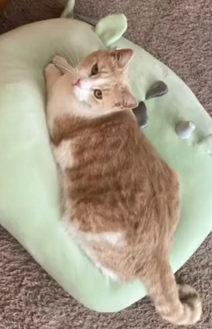 Lost cat in Tucson, AZ, 85741