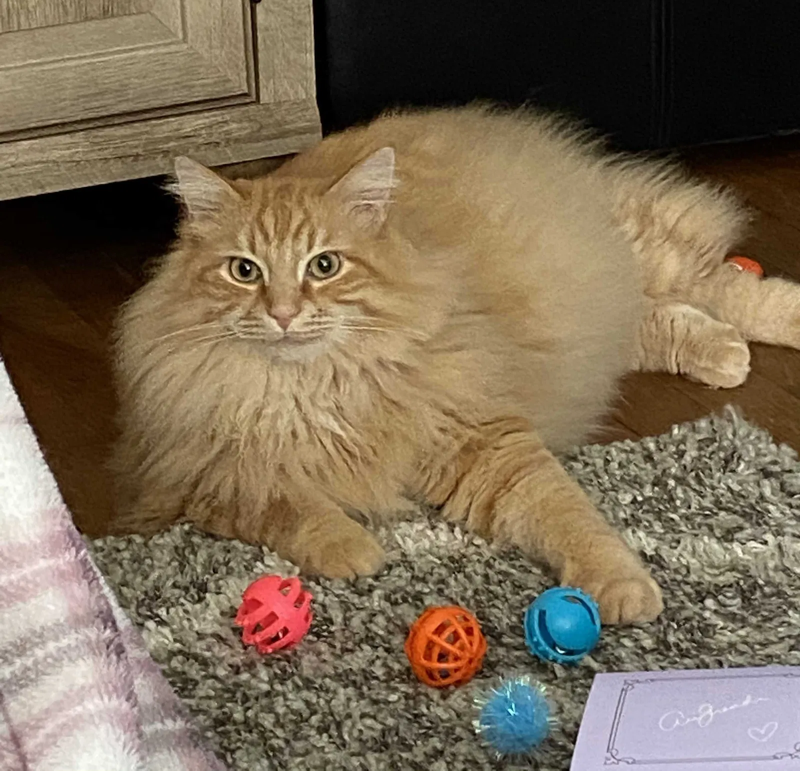 Lost cat in Maineville, OH, 45039