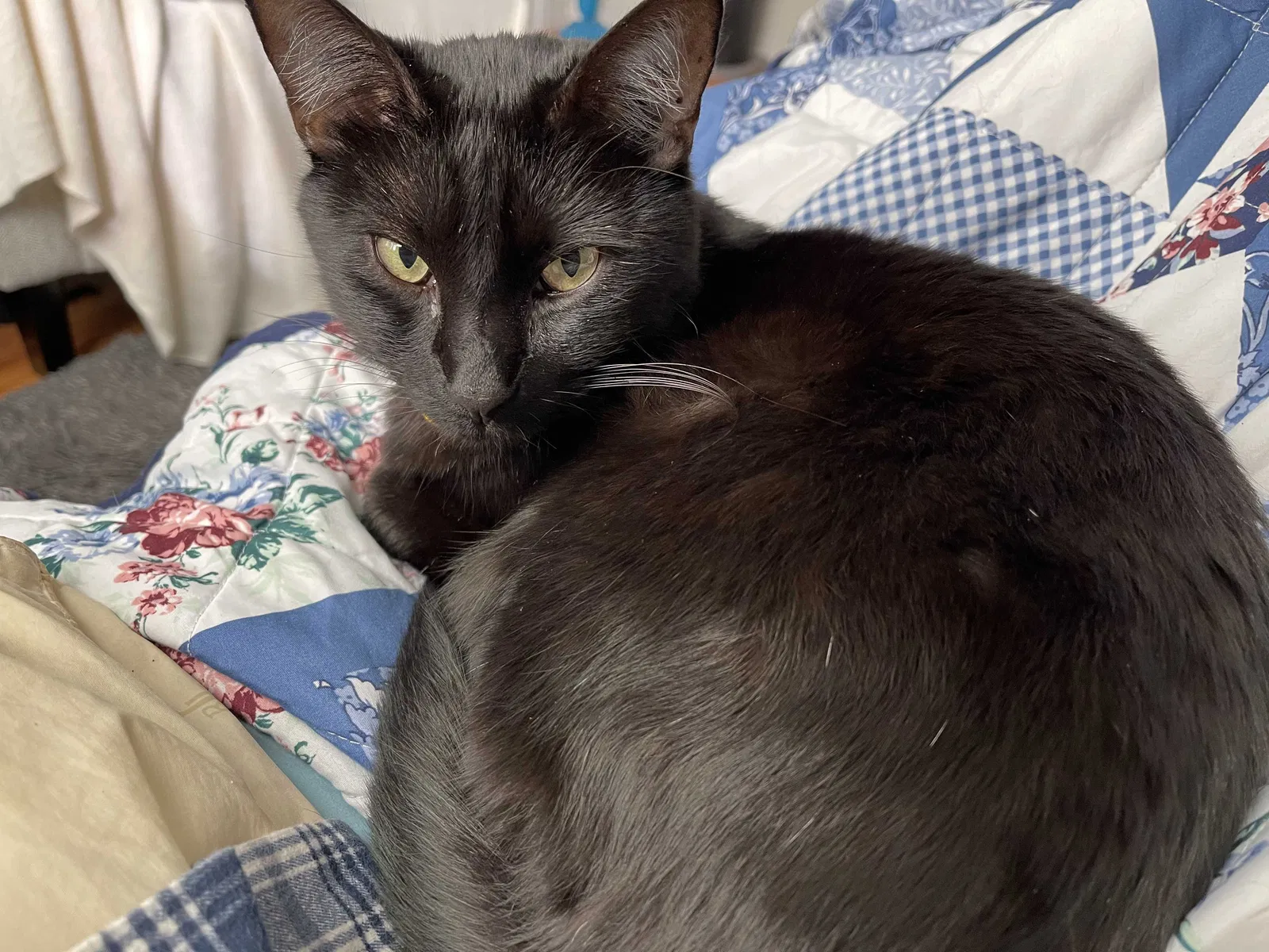 Lost cat in San Juan Capistrano, CA, 92675