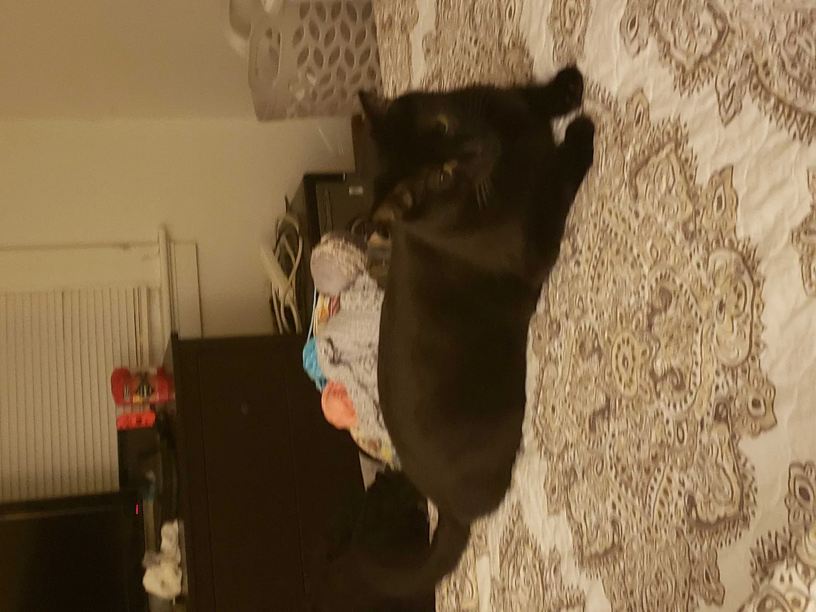 Lost cat in Cincinnati, OH, 45239