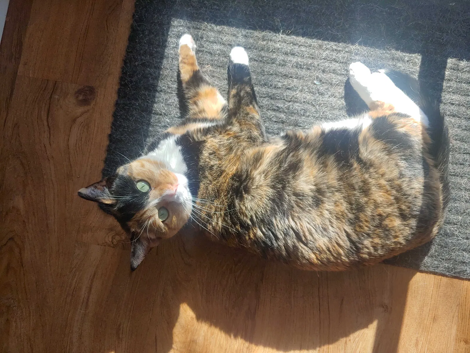 Lost cat in Golden, CO, 80401