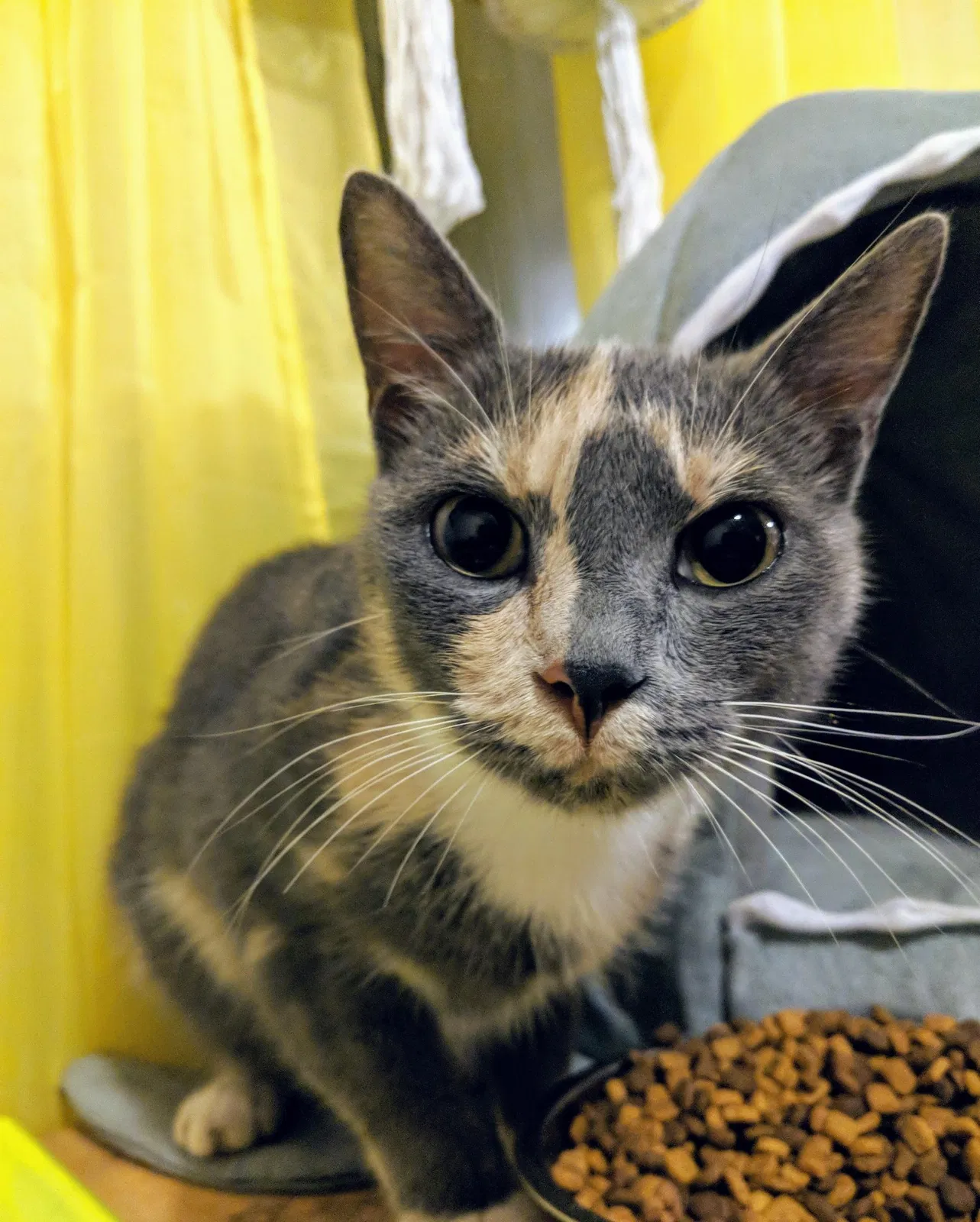 Lost cat in Portland, TN, 37148