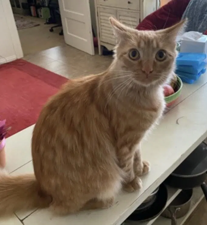 Lost cat in Redondo Beach, CA, 90277