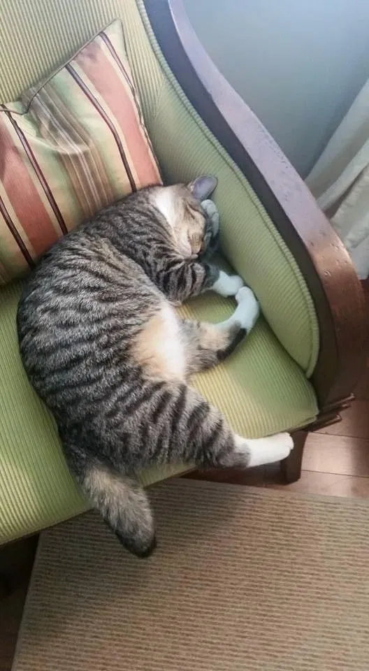 Lost cat in Birmingham, AL, 35244