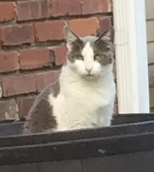 Lost cat in Vallejo, CA, 94591