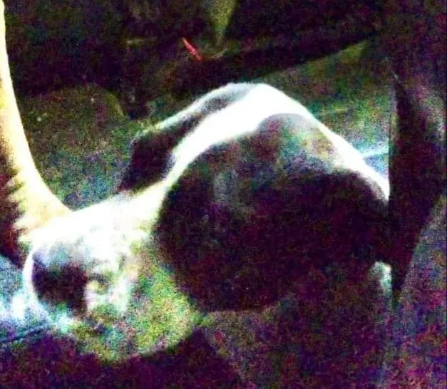 Lost dog in Tucson, AZ, 85713