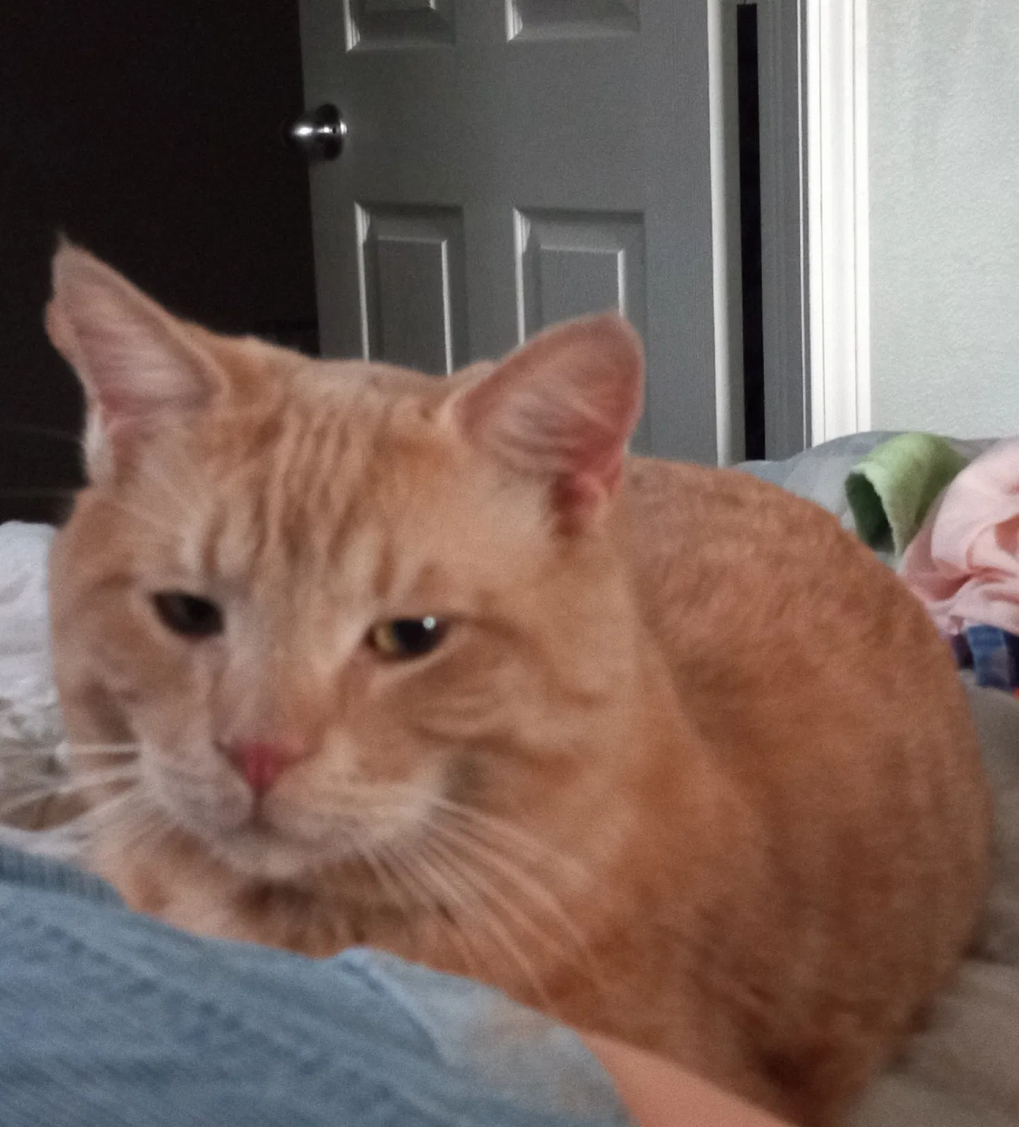 Lost cat in Riverview, FL, 33578
