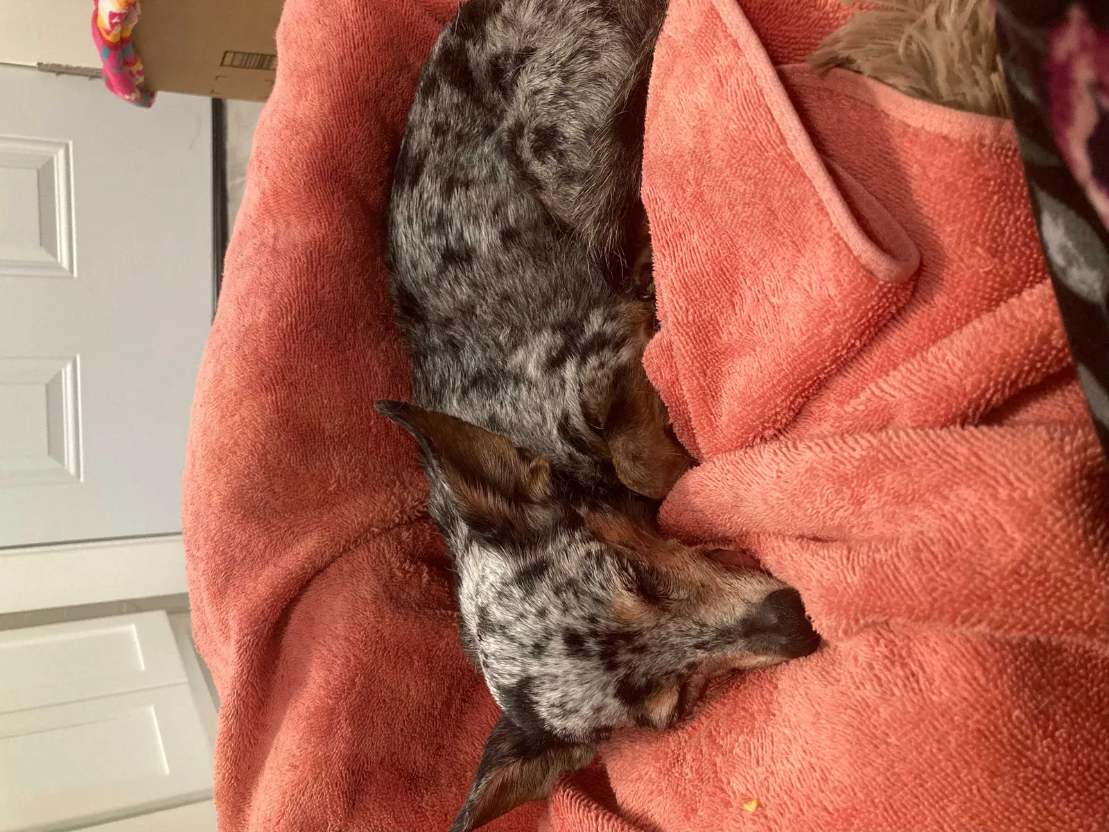 Found dog in Oklahoma City, OK, 73103