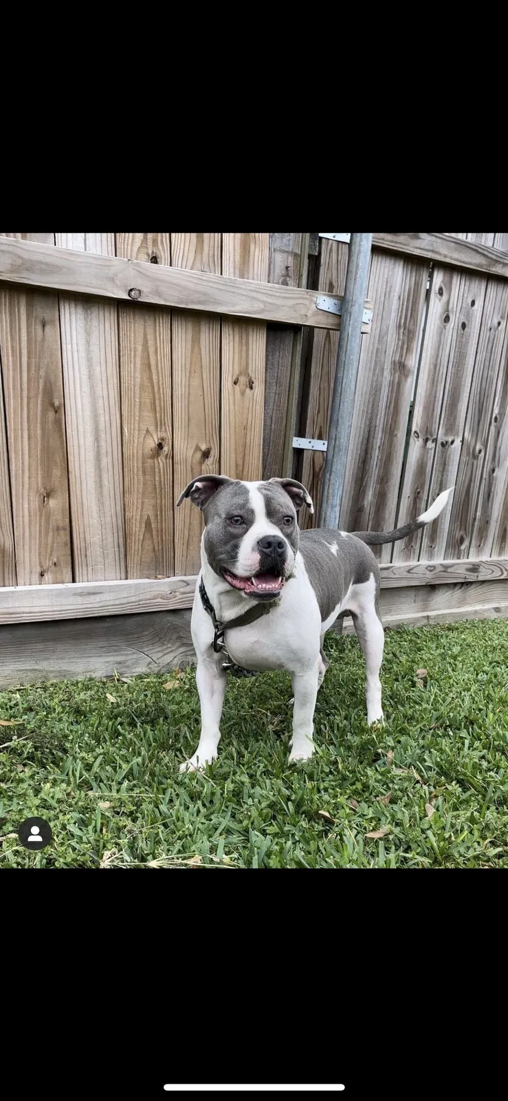 Lost dog in Houston, TX, 77017