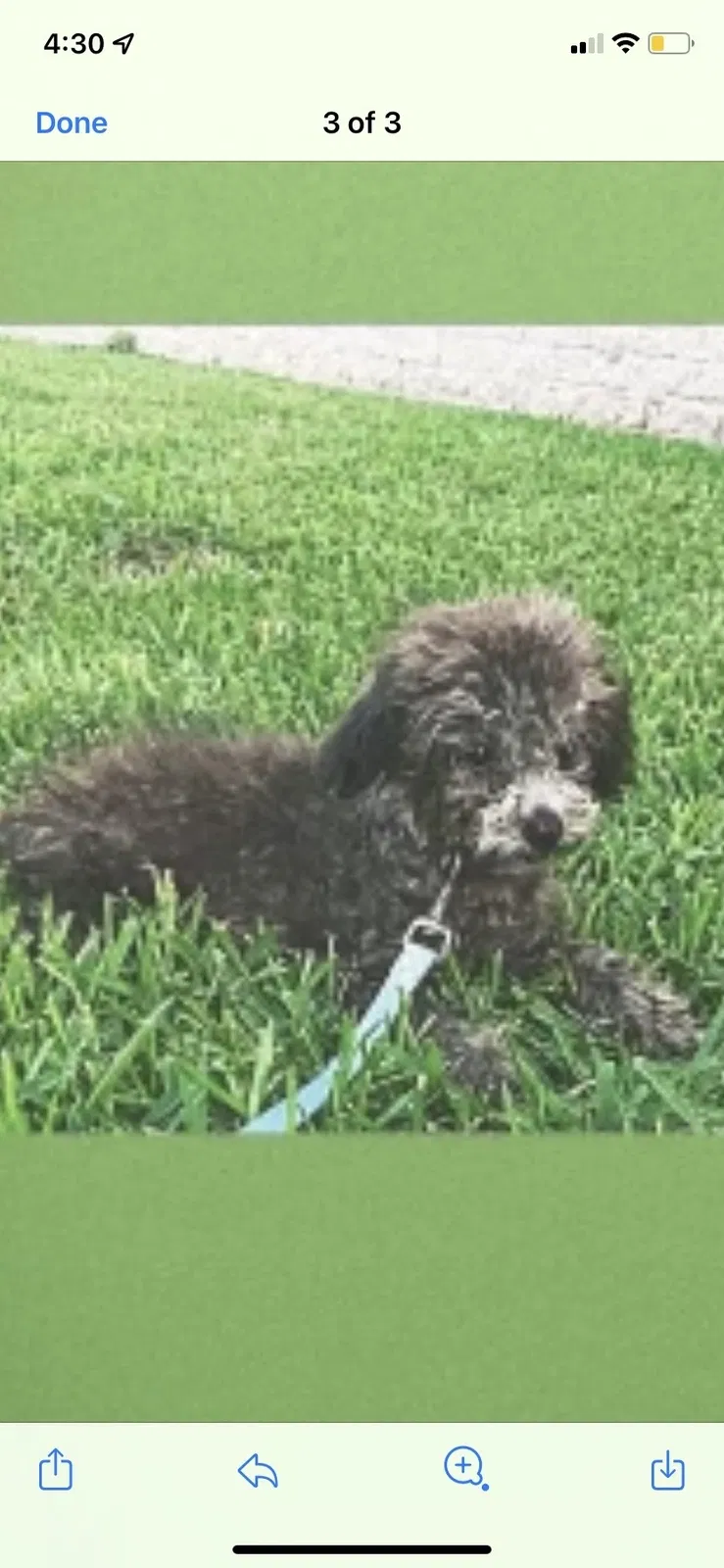 Lost dog in Pasadena, TX, 77505