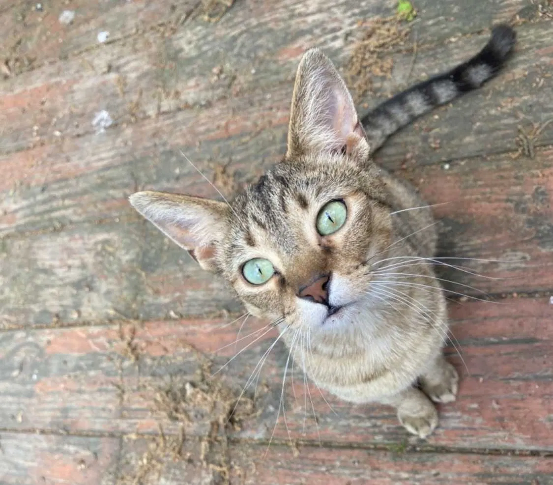 Lost cat in Chattanooga, TN, 37421