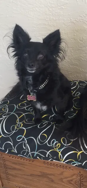 Lost dog in San Diego, CA, 92128