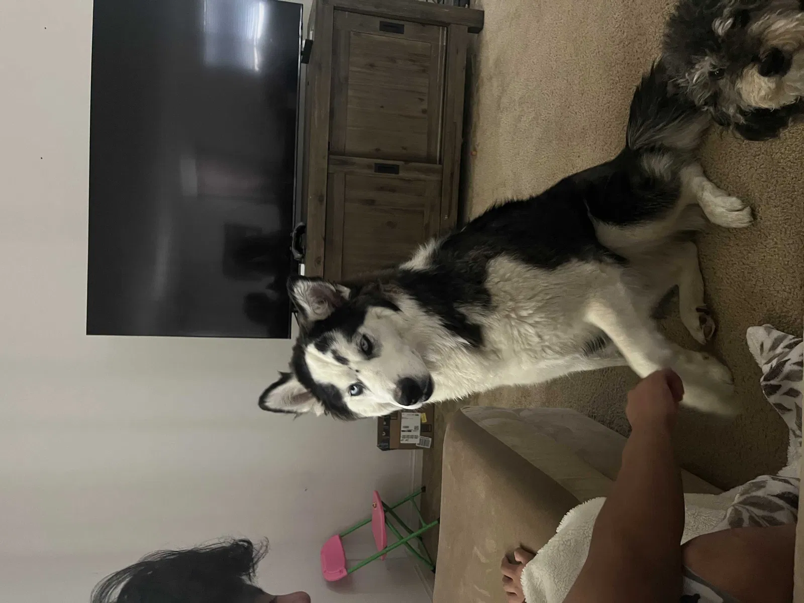 Lost dog in Lancaster, CA, 93535