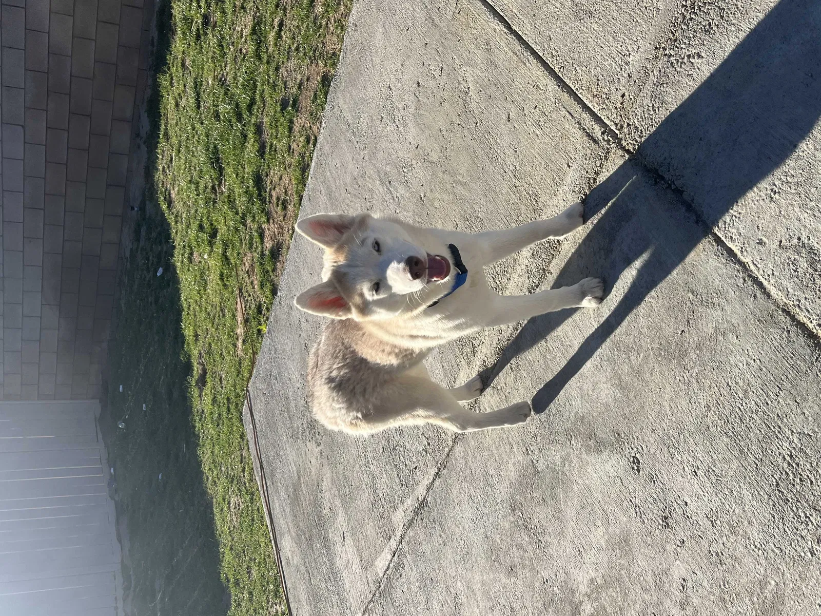 Lost dog in Lancaster, CA, 93535