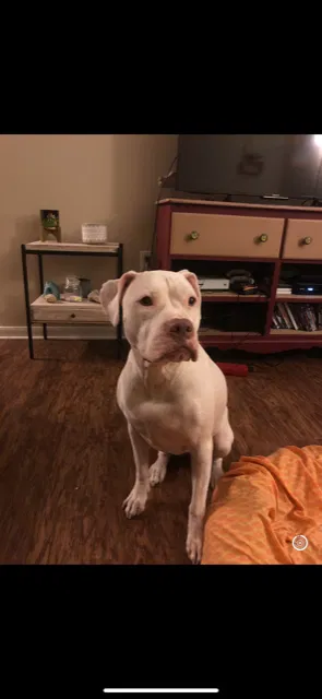Lost dog in Liverpool, TX, 77577