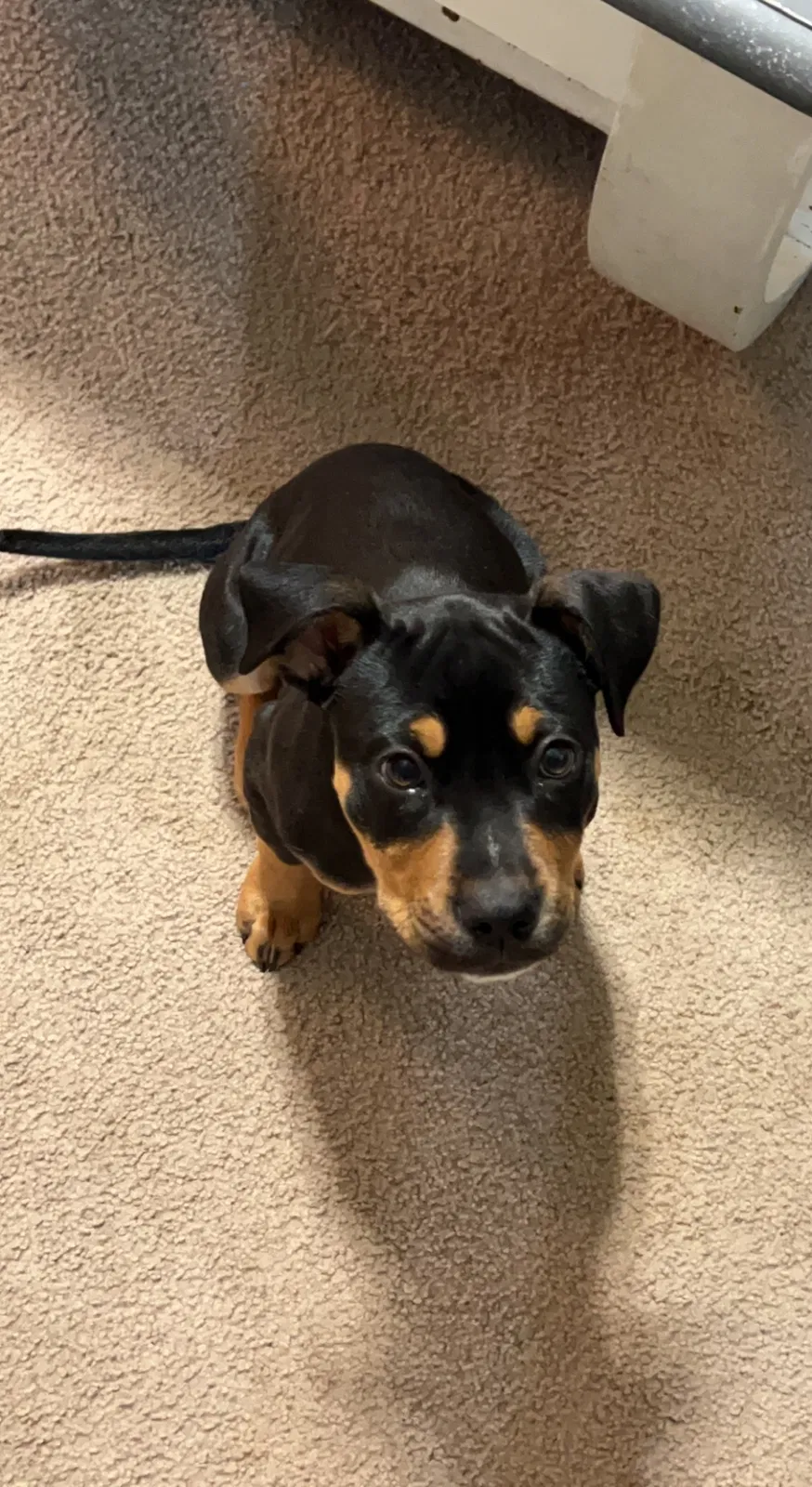 Lost dog in Hickory, NC, 28601