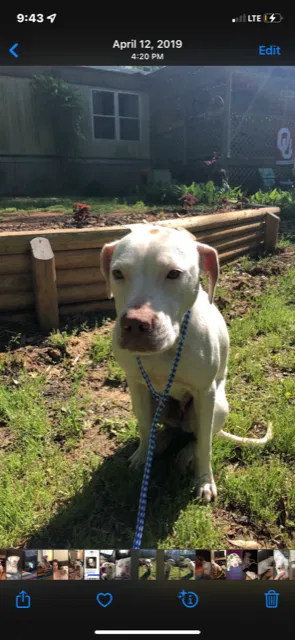 Lost dog in Liverpool, TX, 77577