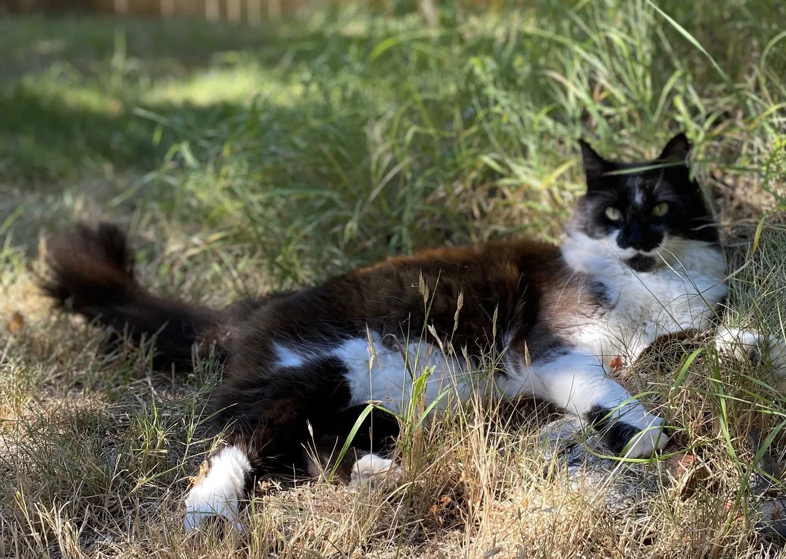 Lost cat in Auburn, WA, 98092