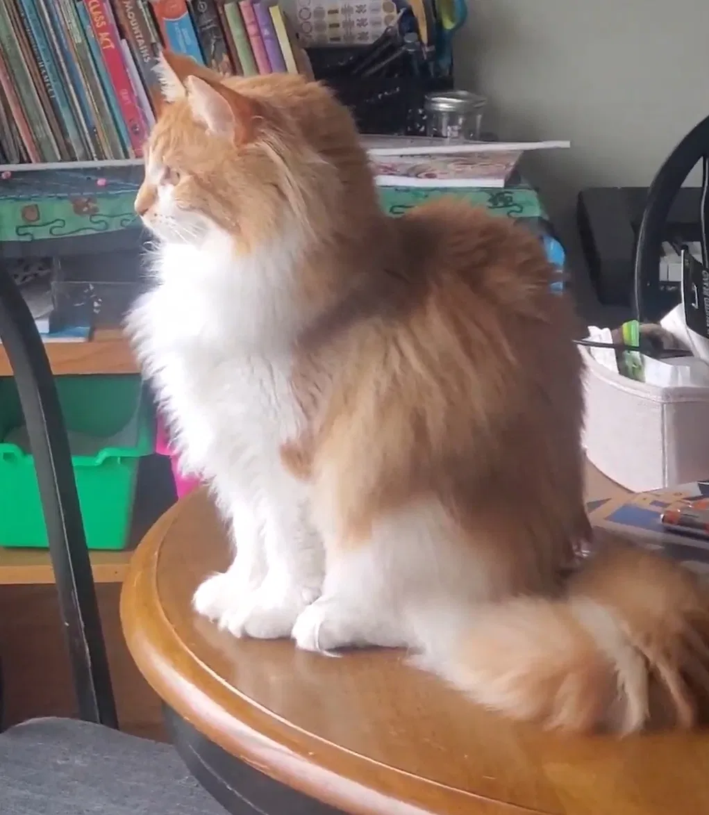 Lost cat in Arlington, WA, 98223