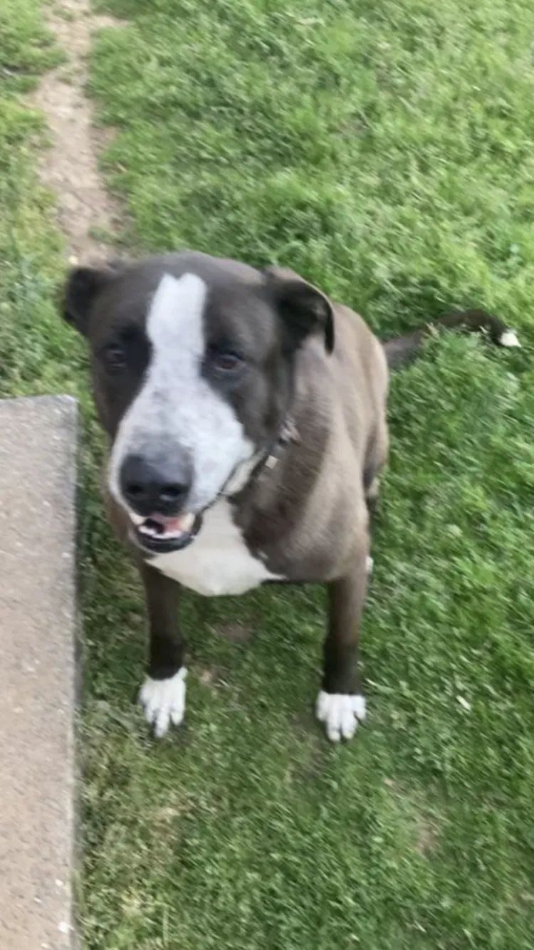 Lost dog in Rome, GA, 30161