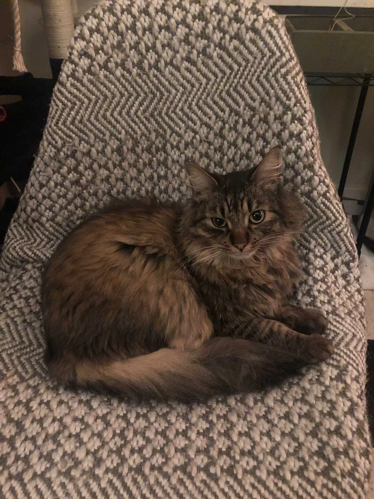 Lost cat in Portland, OR, 97219