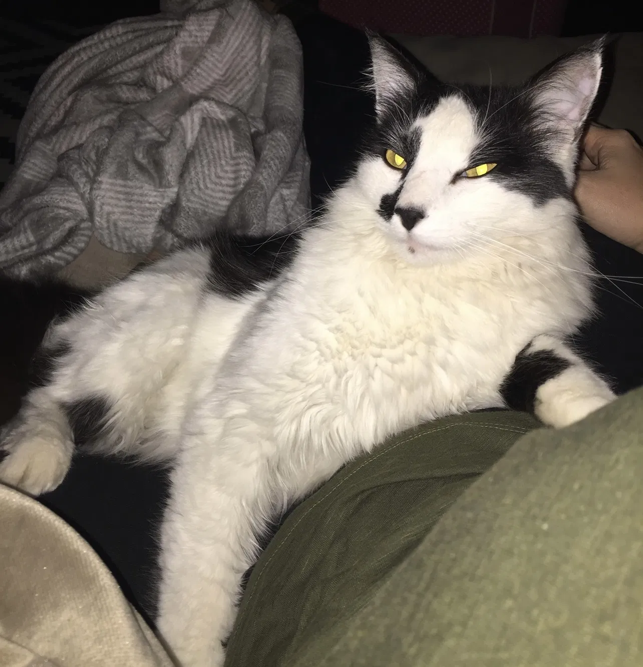 Lost cat in Yukon, OK, 73099