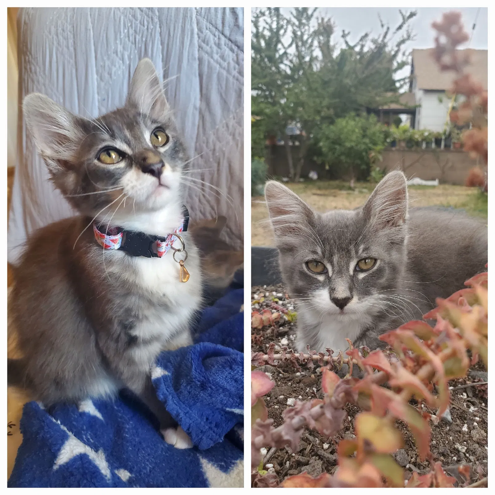 Lost cat in Lomita, CA, 90717