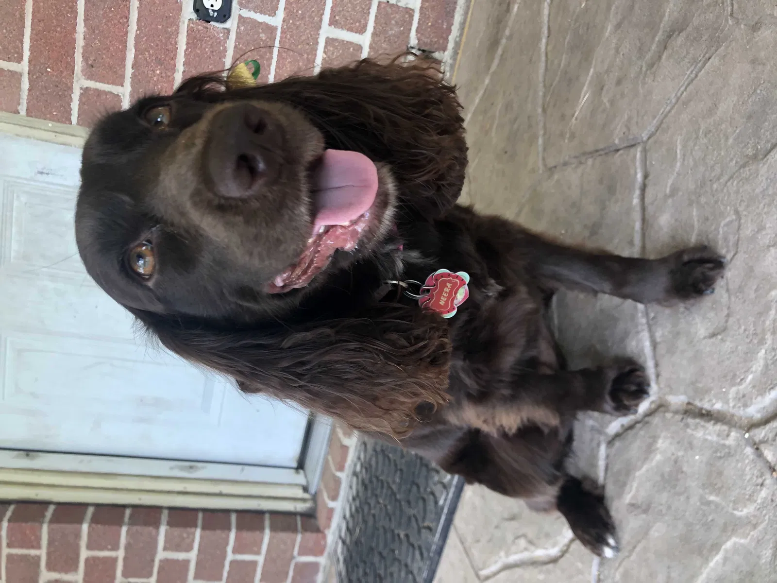 Lost dog in Cypress, TX, 77433