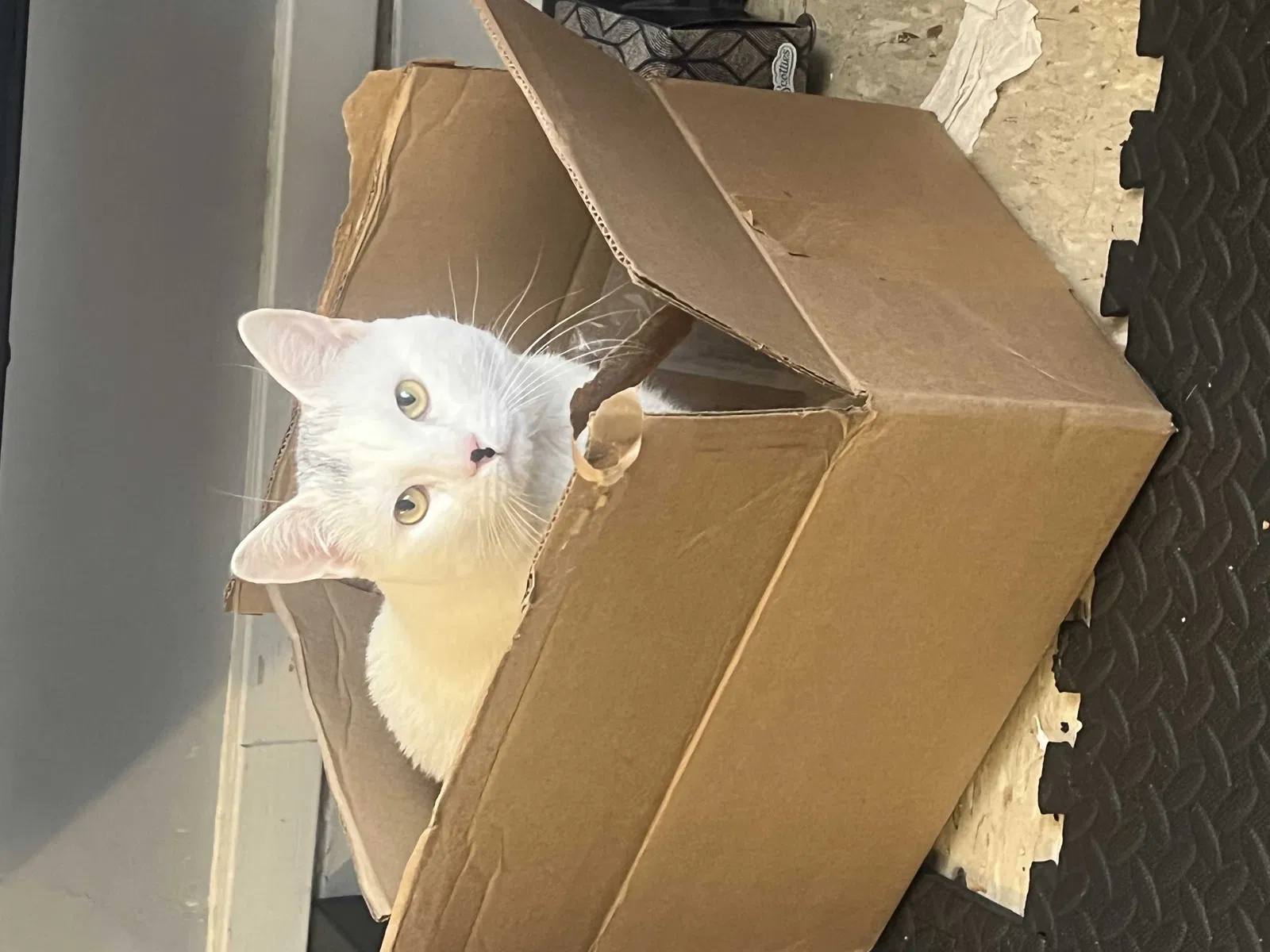Lost cat in Charlestown, MA, 2129