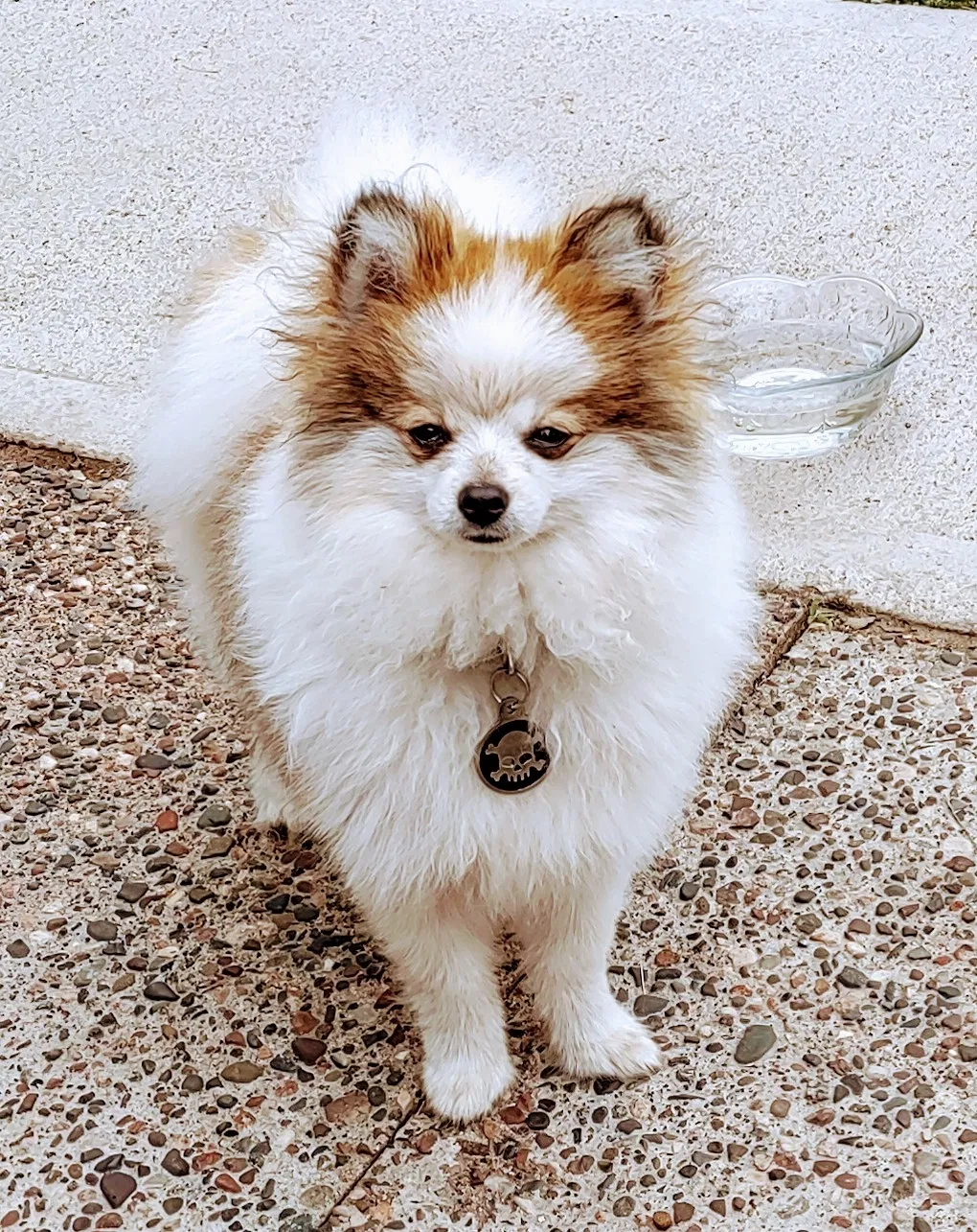 Lost dog in Saint Paul, MN, 55106