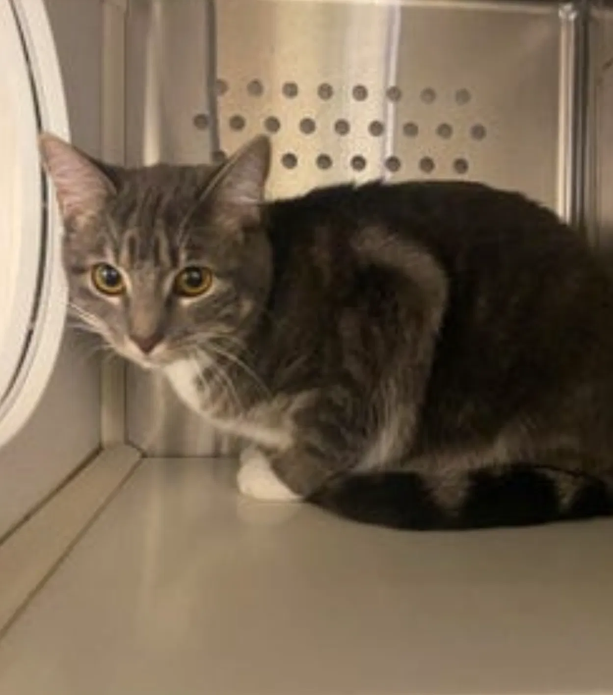 Lost cat in Norman, OK, 73072