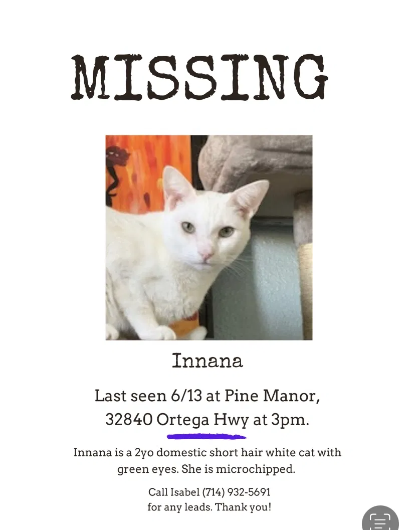 Lost cat in Lake Elsinore, CA, 92530