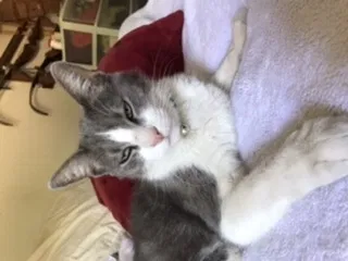 Lost cat in Los Alamos, CA, 93440