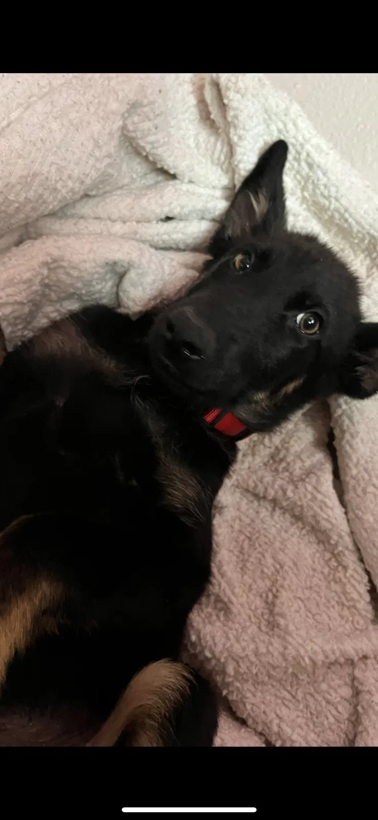 Lost dog in San Antonio, TX, 78226