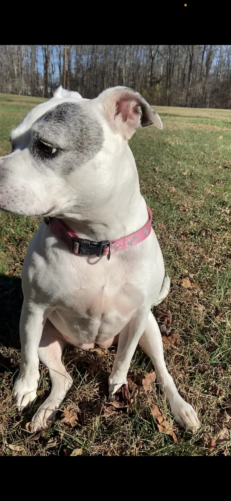 Lost dog in Bowie, MD, 20721