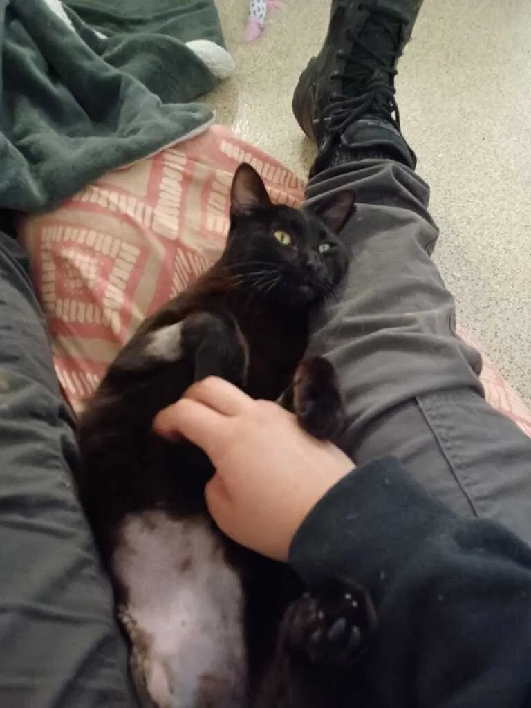 Lost cat in Corona, CA, 92879