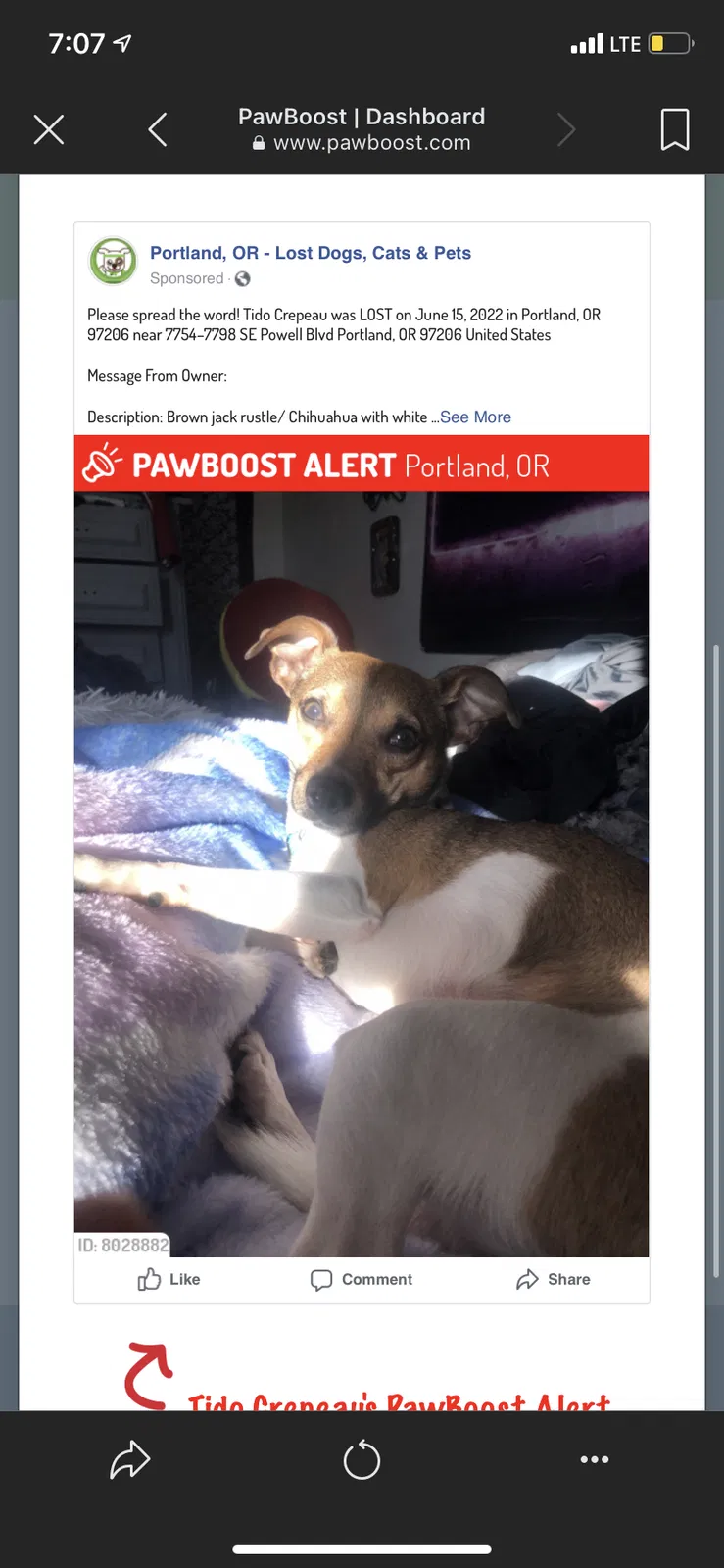 Lost dog in Portland, OR, 97206