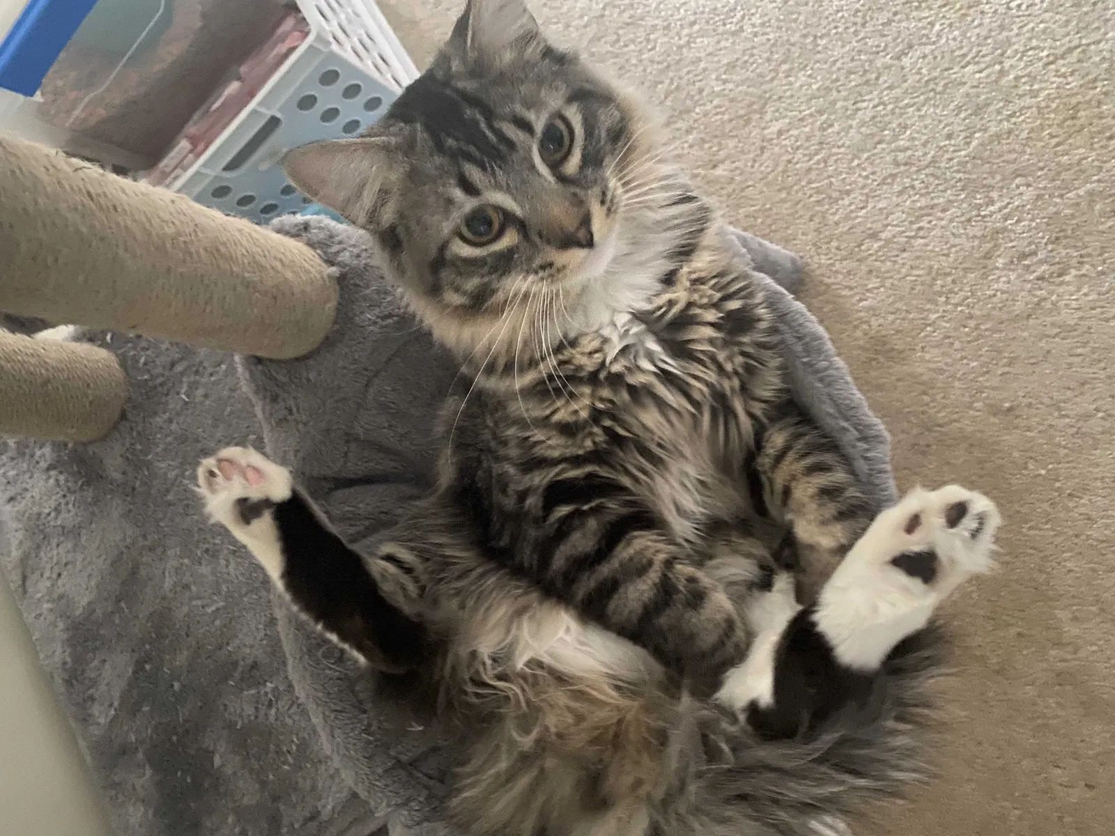 Lost cat in Farmington, MN, 55024