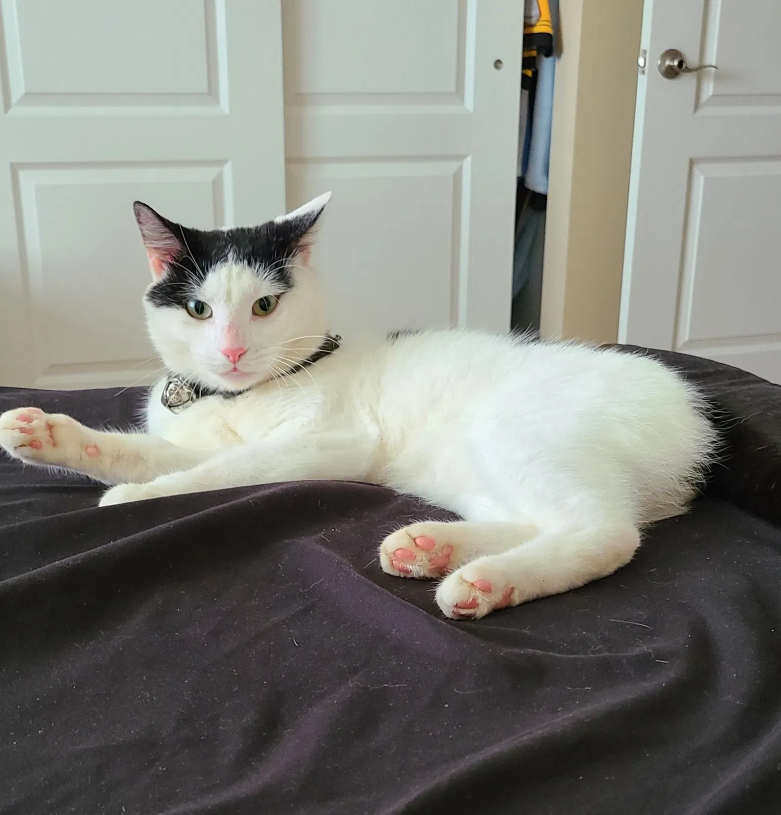 Lost cat in Virginia Beach, VA, 23455