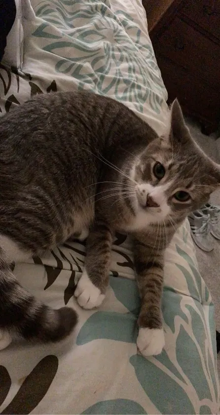 Lost cat in Snohomish, WA, 98290