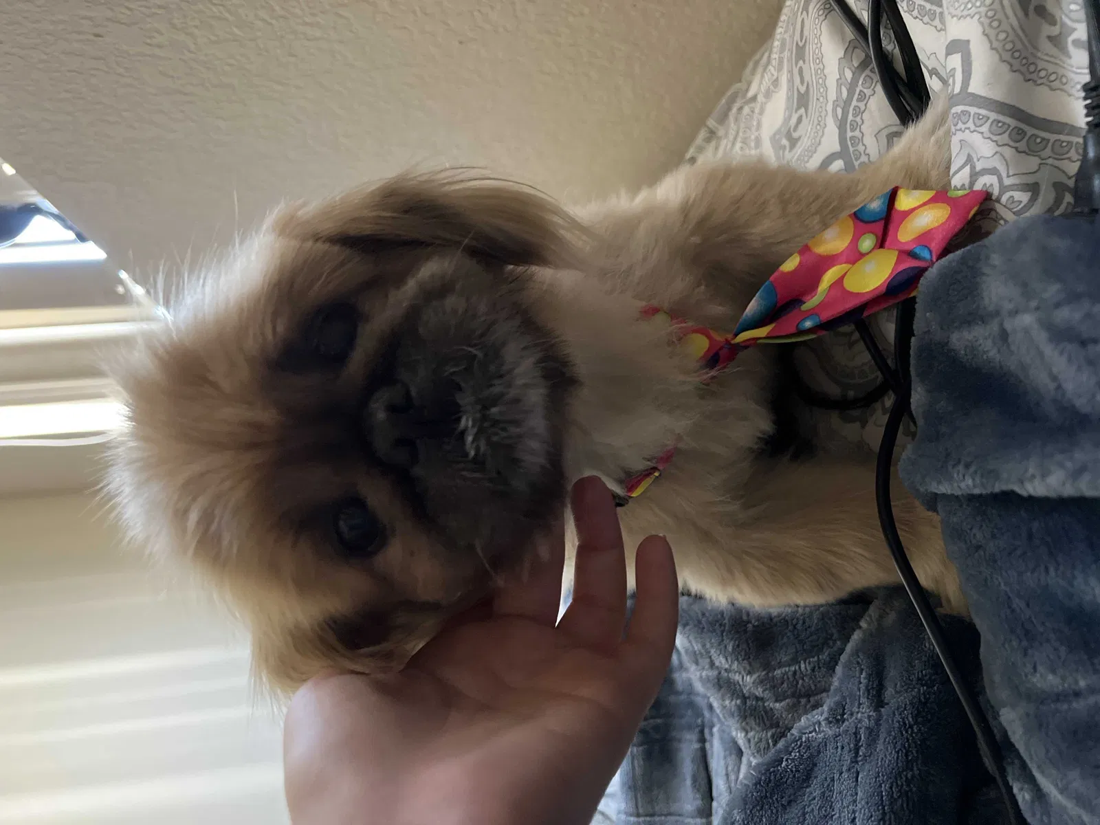 Lost dog in Victorville, CA, 92395